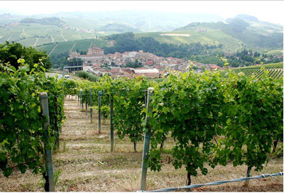 Nibbolo vines above Barolo