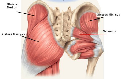 Gluteus muscles